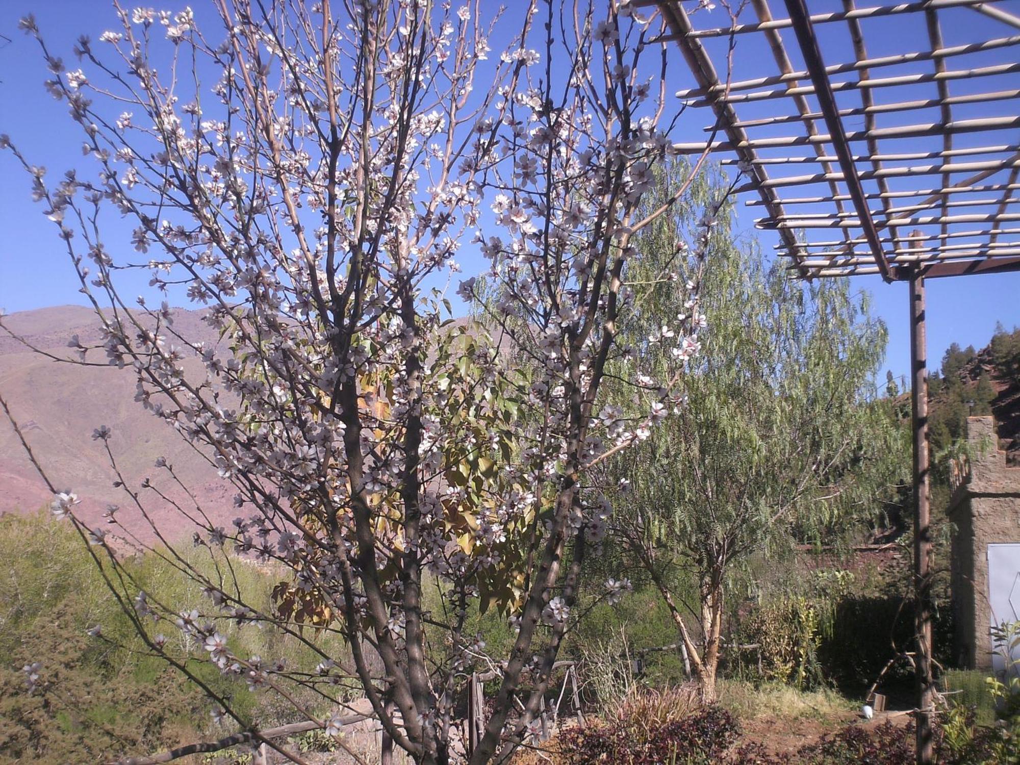 Auberge Tigmmi N'Tamazirte Ijjoukak Exterior foto